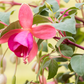 Fuchsie