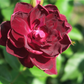 Beetrose 'Burgundy Iceberg'®