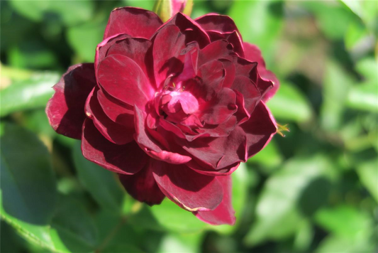 Beetrose 'Burgundy Iceberg'®