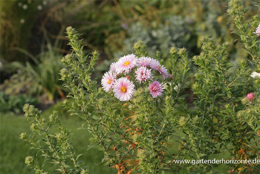 Garten-Raublatt-Aster 'Rudelsburg'