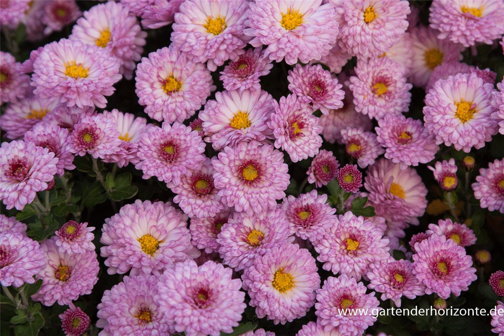 Chrysanthemum x hort.'Mei-kyo'