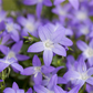 Campanula garganica 'Erinus Major'