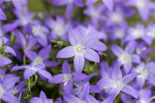 Campanula garganica 'Erinus Major'