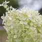 Rispenhortensie 'Limelight'(s)