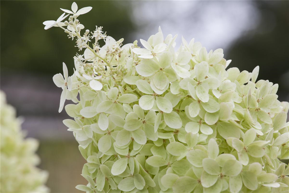 Rispenhortensie 'Limelight'(s)