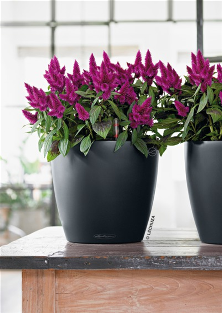 LECHUZA CLASSICO Color 21