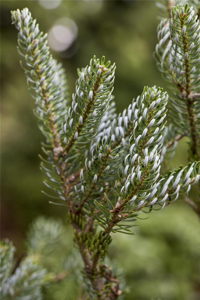 Koreatanne 'Silberlocke'