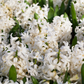 Hyazinthe 'White Pearl'