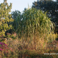 Hohes Garten-Chinaschilf 'Aksel Olsen'