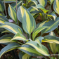 Hosta x tardiana 'June'  -R-
