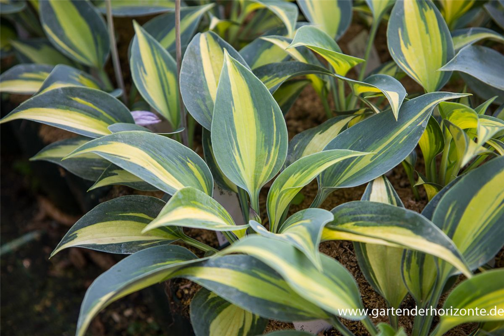 Hosta x tardiana 'June'  -R-