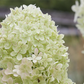 Rispenhortensie 'Limelight'(s)