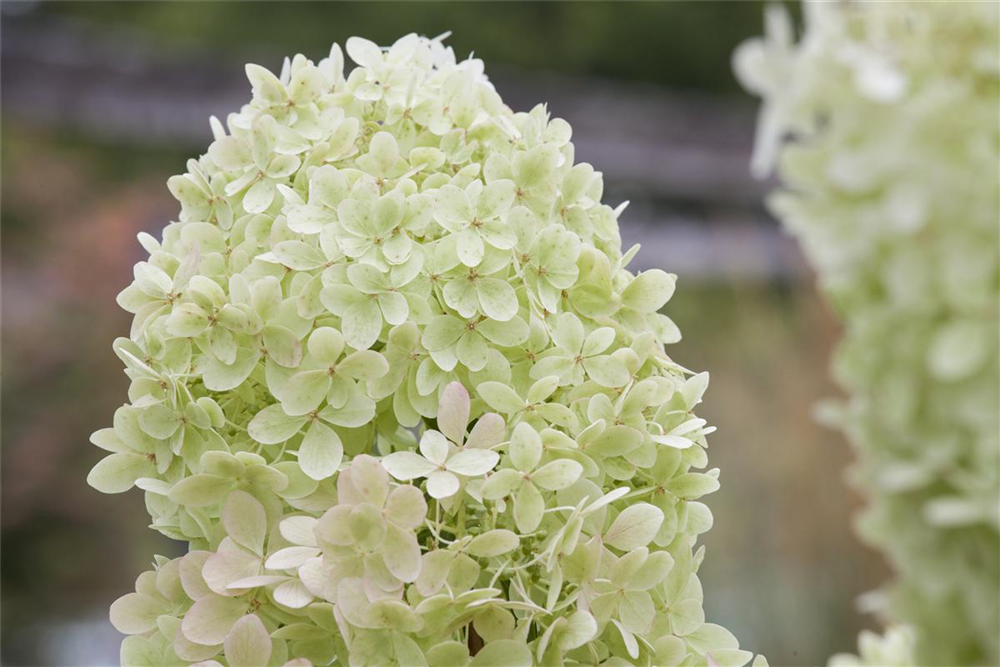 Rispenhortensie 'Limelight'(s)