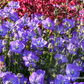 Campanula carp.'Samantha'  -R-