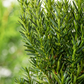 Eibe 'Hillii'