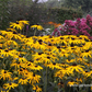 Leuchtender Garten-Sonnenhut 'Goldsturm'