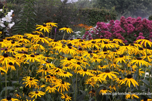 Leuchtender Garten-Sonnenhut 'Goldsturm'