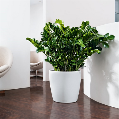 LECHUZA CLASSICO Color 43