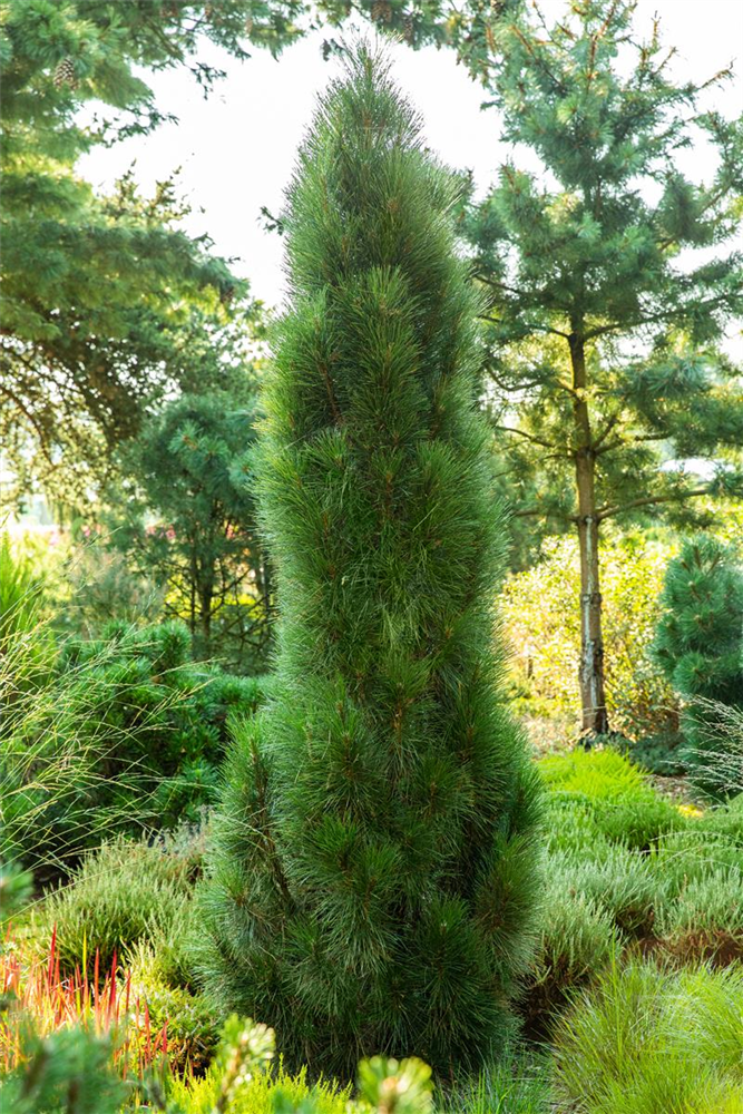 Schwarzkiefer 'Green Tower'