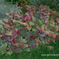 Garten-Günsel 'Burgundy Glow'
