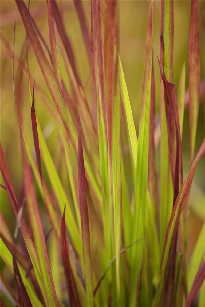 Imperata cylindrica var.koenig.'Red Baron'