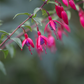 Fuchsie