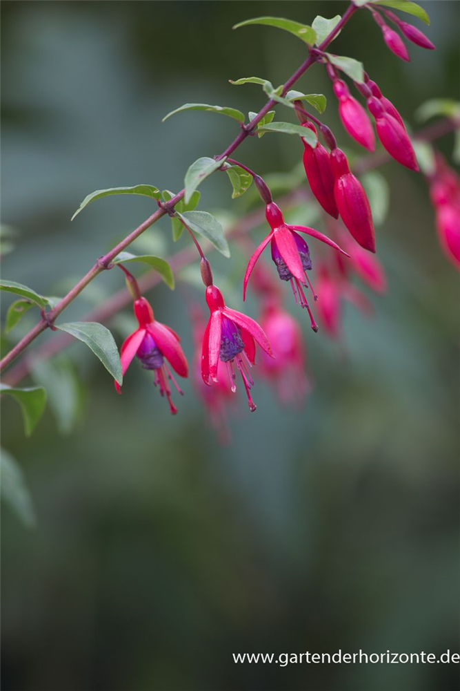 Fuchsie