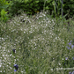 Gypsophila repens 'Compacta Plena'