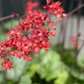 Heuchera sanguinea 'Ruby Bells'