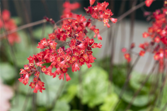 Heuchera sanguinea 'Ruby Bells'