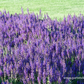 Garten-Blüten-Salbei 'Marcus'®