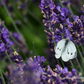 Lavandula angustifolia 'Hidcote Blue'