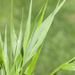 Hakonechloa macra