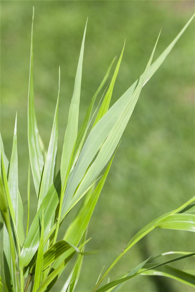 Hakonechloa macra