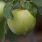 Apfel 'Pinova'(s)