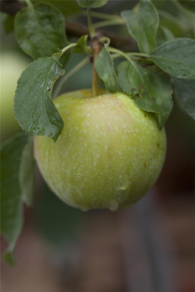 Apfel 'Pinova'(s)