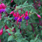 Fuchsie