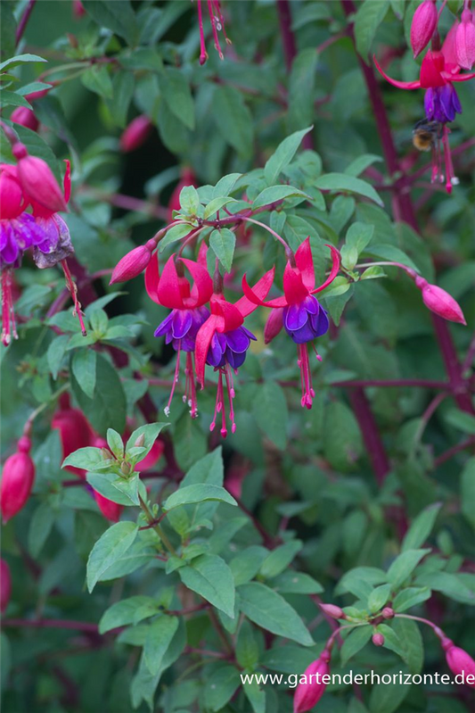 Fuchsie