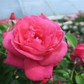 Edelrose 'Cherry Lady'®
