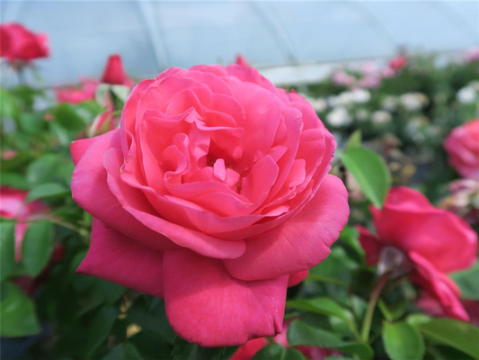 Edelrose 'Cherry Lady'®