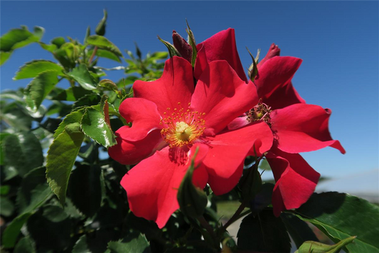 Kleinstrauchrose 'Alexander von Humboldt'®(s)