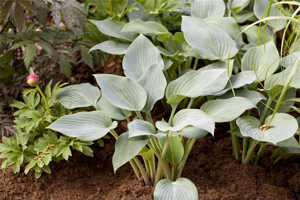 Hosta x tardiana 'Halcyon'