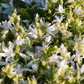 Campanula poscharskyana 'Schneeranke'