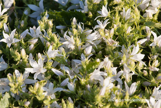 Campanula poscharskyana 'Schneeranke'
