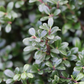 Ilex crenata 'Glorie Gem'