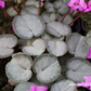 Cyclamen coum 'Rose Silverleaf'