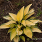 Hosta x tardiana 'June'  -R-
