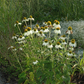 Garten-Scheinsonnenhut 'Alba'