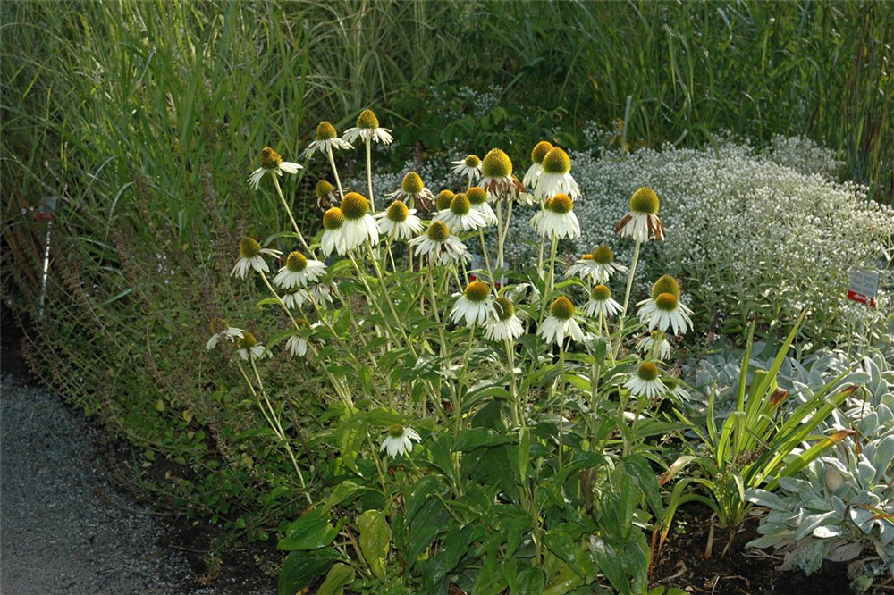 Garten-Scheinsonnenhut 'Alba'