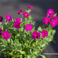 Aubrieta x cult.'Regado Red'